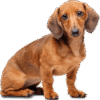 Dachshund Nest